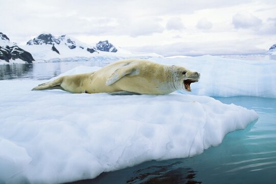 Crabeater seal (Lobodon carcinophagus), Paradise Bay, Graham Land, Antarctic Peninsula, Antarctica