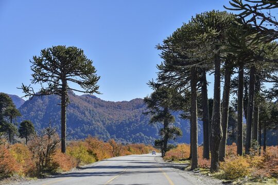 Road leads through monkey puzzle trees (Araucaria araucana), between San Martin de los Andes and Pucon, National Park Lanin, Patagonia, Argentina