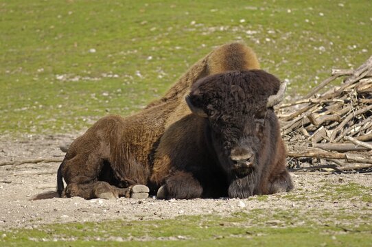 Lying Wood Bison or Wood Buffalo (Bison bison athabascae), Tierpark Hellabrunn zoo, Munich, Upper Bavaria, Bavaria, Germany, Europe