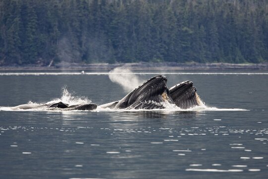 Humpack Whales bubble net feeding (Megaptera novaeangliae), Baleen Whales, Inside Passage, Alaska, USA
