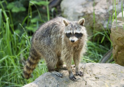 North American raccoon (Procyon lotor), captive, Germany