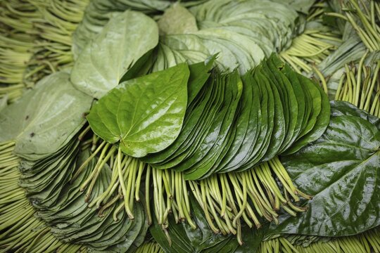 Betel leaves in a shop at Sadarghat, river quay at Buriganga, Dhaka, Bangladesh