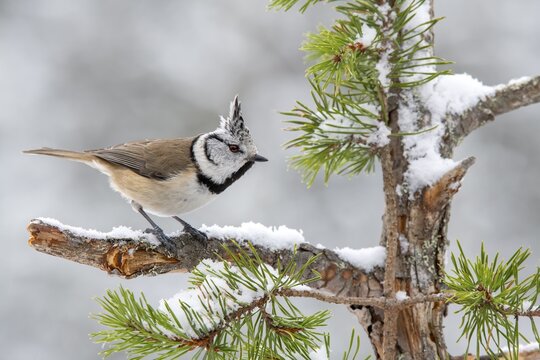 Crested tit (Parus cristatus), sitting on a branch, Terfens, Tyrol, Austria