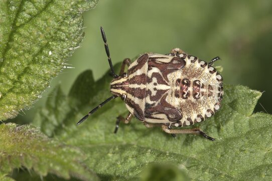 Purple Shield Bug (Carpocoris purpureipennis), larva in the fifth instar, Untergr&ouml;ningen, Abtsgmuend, Baden-W&uuml;rttemberg, Germany