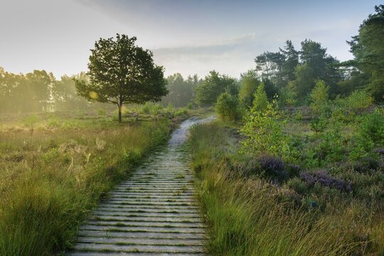 Path through the late summer heath landscape, at the Th&uuml;lsfelder dam, Oldenburger M&uuml;nsterland, Garrel, Lower Saxony, Germany