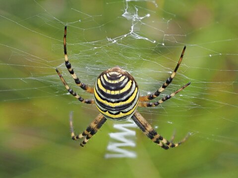 Wasp spider (Argiope bruennichi) with typical zigzag in the catching net, Hesse, Germany