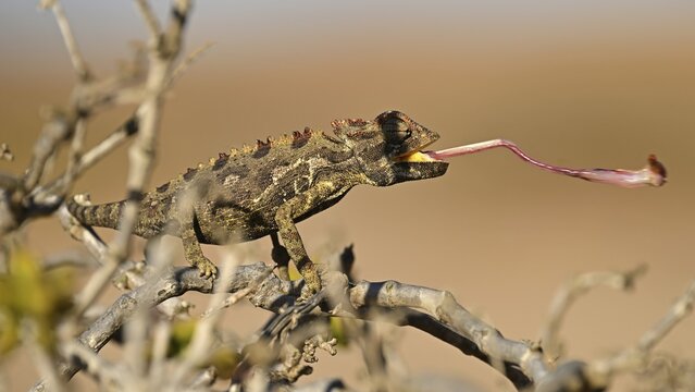Namaqua chameleon (Chamaeleo namaquensis), catches prey with its tongue, Namib Desert near Swakopmund, Namibia