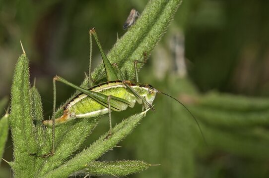 Katydid or Bush-cricket (Poecilimon jonicus), female, Makrigialos, Greece, Europe
