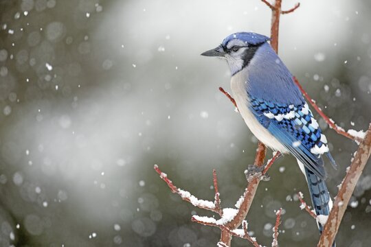 Gray jay (Cyanocitta cristata) perched on a tree during a snowfall, City of Saint-Mathieu-du-Parc, province of Quebec, Canada,