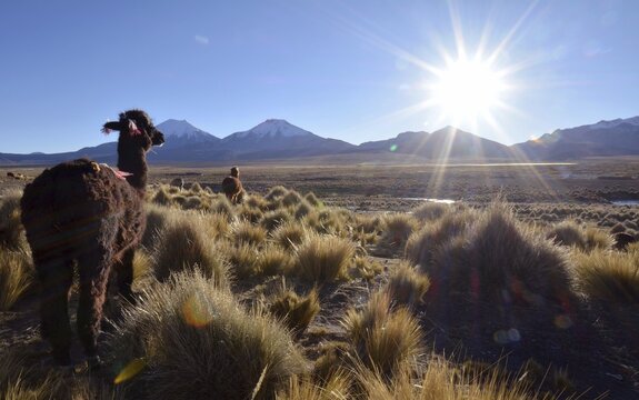 Llama (Lama glama) on pasture, backlight, Altiplano, Sajama National Park, Bolivia