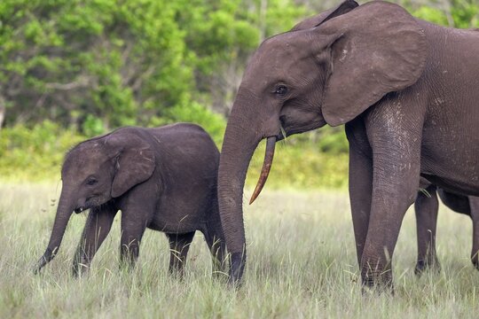 African forest elephants (Loxodonta cyclotis) in a clearing in Loango National Park, Parc National de Loango, Ogoou&eacute;-Maritime Province, Gabon