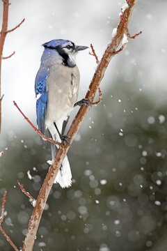 Gray jay (Cyanocitta cristata) perched on a tree during a snowfall, City of Saint-Mathieu-du-Parc, province of Quebec, Canada,