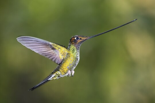 Sword-billed hummingbird (Ensifera ensifera) in flight, flying, rainforest, cloud forest, northern Ecuador, Ecuador