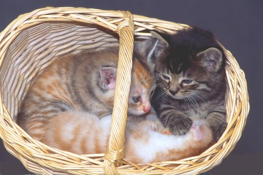 Domestic Cats (Felis silvestris f. catus), kittens in a basket