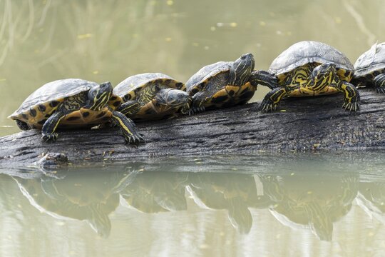 Red-eared slider turtles (Trachemys scripta elegans, Pseudemys scripta elegans) on a branch in a pond, France