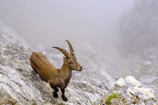 Alpine ibex (Capra ibex), Watzmann, Berchtesgaden Alps, Berchtesgaden National Park, Sch&ouml;nau am K&ouml;nigssee, Berchtesgadener Land, Bavaria, Germany