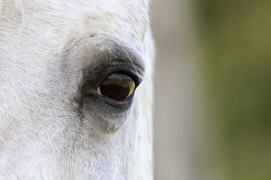 Arab horse, white horse, mare, detail view of the eye, North Rhine-Westphalia, Germany