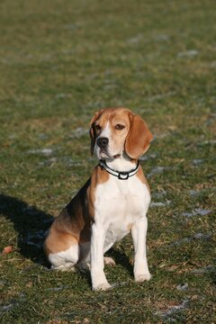 Beagle, hunting dog