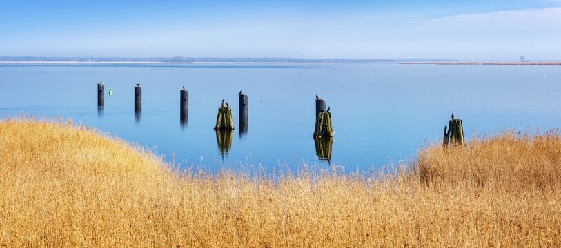 Typical Bodden landscape with reeds on the shore, great cormorants (Phalacrocorax carbo) on posts in the water, Barther Bodden, Vorpommersche Boddenlandschaft National Park, Mecklenburg-Western Pomerania, Germany
