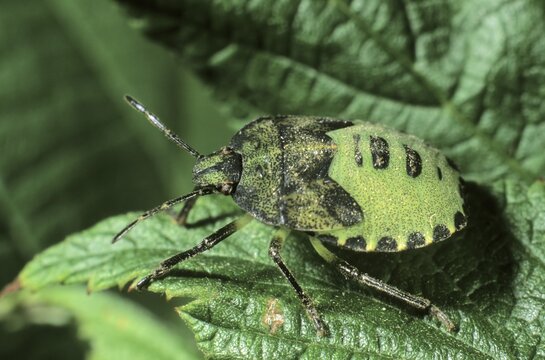 Green Shield Bug (Palomena prasina), larvae