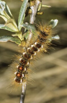 Brown-tail (Euproctis chrysorrhoea), caterpillar eating on a willow plant, Texel Island, The Netherlands, Europe