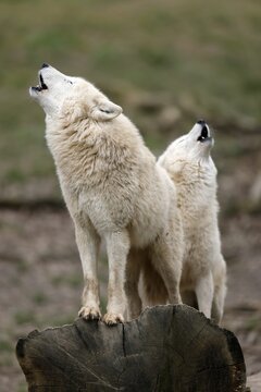 Arctic wolf (Canis lupus arctos) two wolves howling, captive