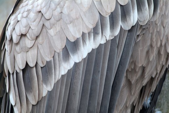 Griffon Vulture (Gyps fulvus), Bavarian Forest National Park, Bavaria, Germany, Europe
