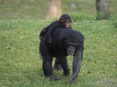 Chimp chimpanzee Pan troglodytes