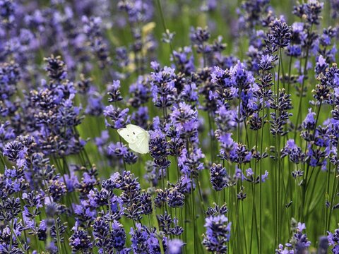 Lavender flower, Large cabbage white (Pieris brassicae) butterfly, Fromhausen lavender fields, Detmold, East Westphalia-Lippe, North Rhine-Westphalia, Germany