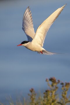 Arctic tern (Sterna paradisaea) in flight, , T&ouml;nning, Schleswig-Holstein, Germany