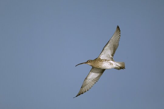 Curlew (Numenius arquata), adult, in flight, Norfolk, England, United Kingdom