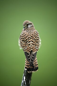Common Kestrel (Falco tinnunculus), young female perching on branch