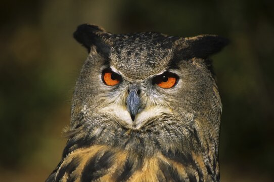 Eurasian eagle owl, portrait