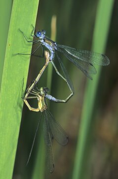 Emerald Damselfly (Lestes sponsa) pairing