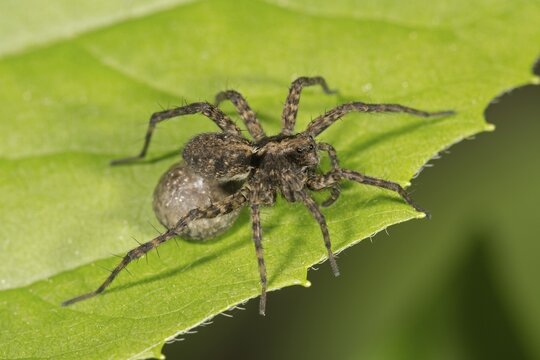 Spotted wolf spider (Pardosa amentata), female with egg sac, Baden-W&uuml;rttemberg, Germany