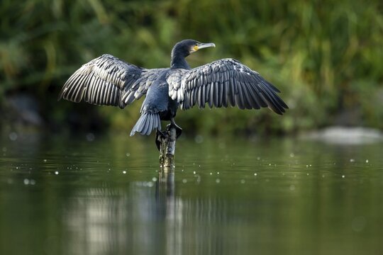 Great cormorant (Phalacrocorax carbo) sitting with wings spread on posts above the water, Germany