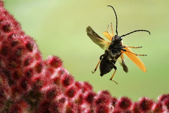 Red longhorn beetle (Stictoleptura rubra), female, in flight, on a female inflorescence of Staghorn sumac (Rhus typhina), Germany