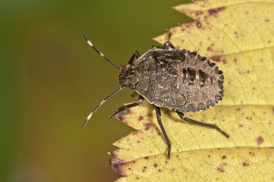 Mottled Shieldbug or Stink Bug (Rhaphigaster nebulosa), larva, Untergroeningen, Baden-W&uuml;rttemberg, Germany, Europe