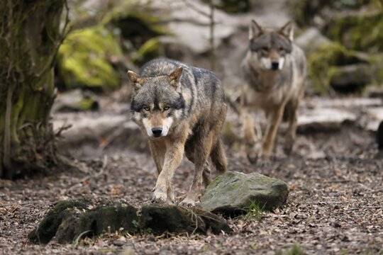 European wolf two gray wolves (Canis lupus) running in the forest, captive
