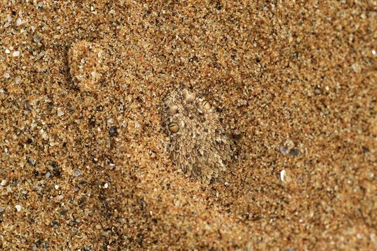 P&eacute;ringuey's Adder (Bitis peringueyi) buried in the sand, camouflage, Namib Desert, Namibia