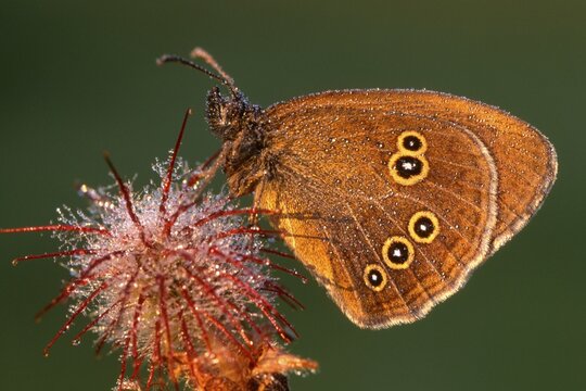 Ringlet butterfly (Aphantopus hyperantus)