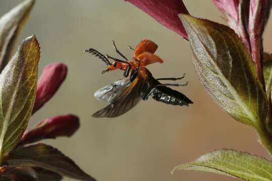 Red-headed Cardinal Beetle (Pyrochroa serraticornis)