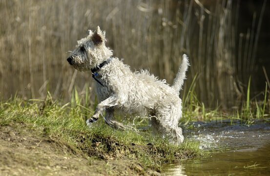 Poodle mongrel jumping on a pond's edge