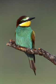 European Bee-eater (Merops apiaster) perched on a branch, Sardinia, Italy, Europe