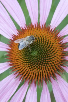 Western or European Honey Bee (Apis mellifera) perched on a Eastern Purple Coneflower (Echinacea purpurea) in Gertrude Messner's herb garden, Brandenberg, Tyrol, Austria, Europe
