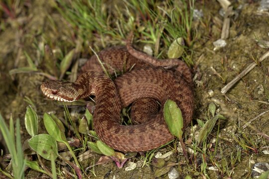 Common European viper (Vipera berus), copper color, rolled up, Murnauer Moos, Bavaria, Upper Bavaria, Germany