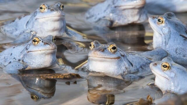 Moor frog, Goldenstedt, Lower Saxony