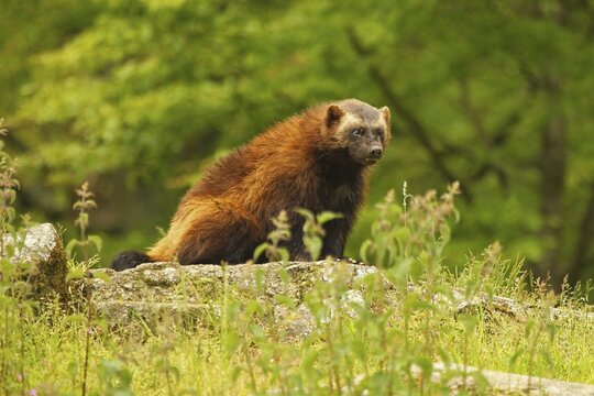 Wolverine (Gulo gulo) captive, Sweden, Scandinavia