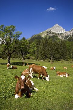 Cows grazing on an alpine pasture, Eng-Alm, Karwendel Range, Tyrol, Austria, Europe