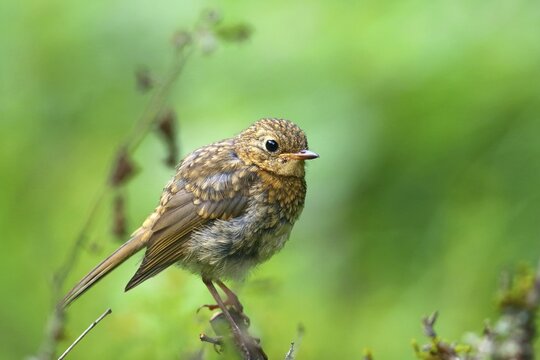 Young European robin (Erithacus rubecula), young bird on a branch, Hesse, Germany